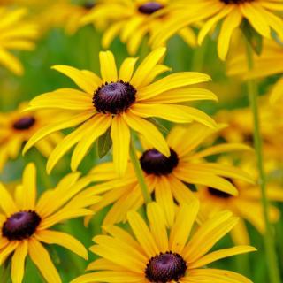 Black Eyed Susans Shutterstock